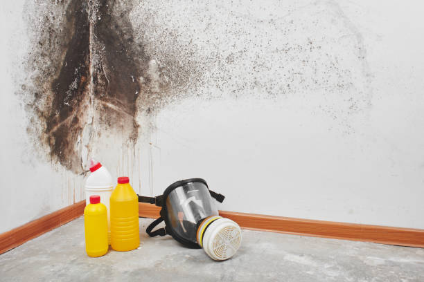 Best Basement Mold Remediation in Fairfax, OK