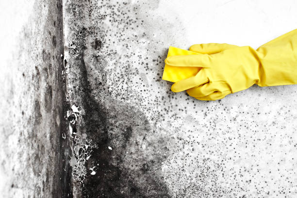 Best Insurance-Related Mold Remediation in Fairfax, OK