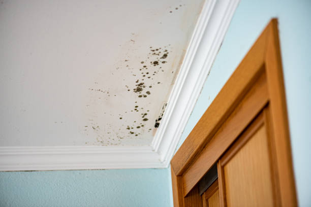 Best Post-Flood Mold Remediation in Fairfax, OK