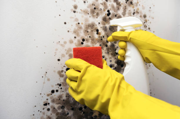 Best Attic Mold Remediation in Fairfax, OK