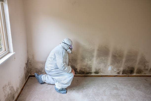Best Commercial Mold Remediation in Fairfax, OK
