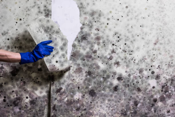 Fairfax, OK Mold Remediation Company