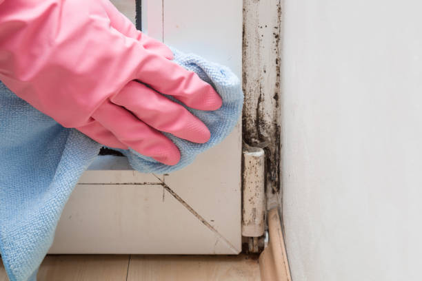 Best Residential Mold Remediation in Fairfax, OK