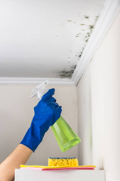 Best Attic Mold Remediation in Fairfax, OK