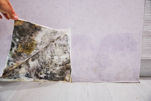 Best Preventive Mold Services in Fairfax, OK